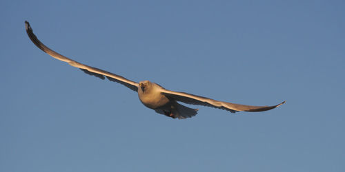 Low angle view of seagull flying