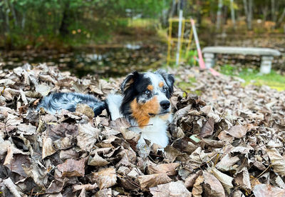 Relaxing in the leaves