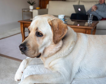 Close-up of dog looking away while sitting at home