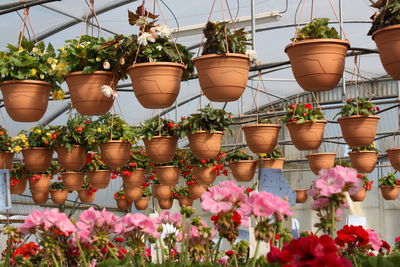 Potted plant on white wall