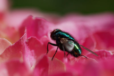Close-up of insect on red flower