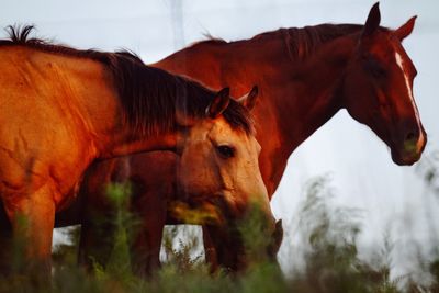 Side view of brown horses on field