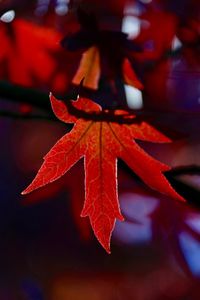 Close-up of red maple leaves