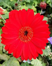 Close-up of red flower blooming outdoors