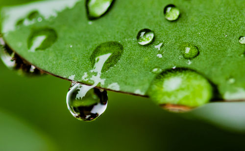 Close-up of water drops on leaf