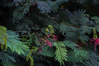 Close-up of pine tree