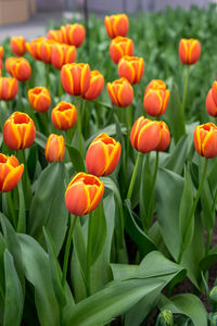 Close-up of flowering plants on field