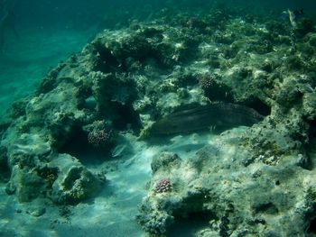 Fish swimming in sea