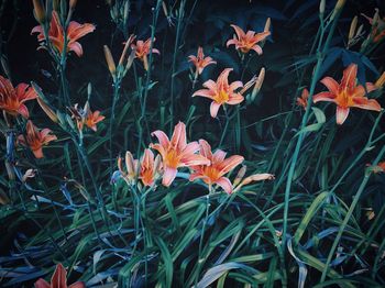 Close-up of orange flowering plants