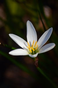 Close-up of white flowering plant