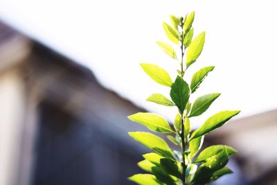 Close-up of plant