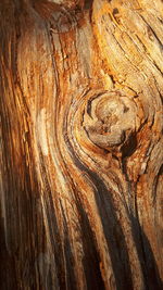 Full frame shot of tree trunk