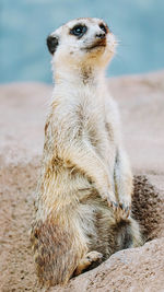 A meerkat standing on the rock at the zoo.