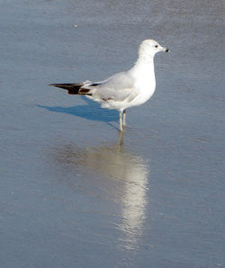 Seagull flying over water