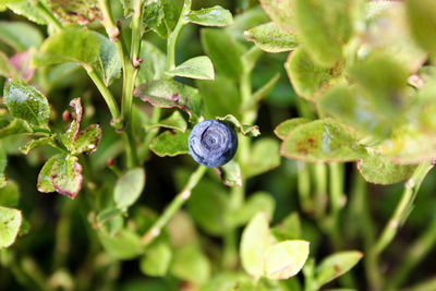 Close-up of berries growing on plant