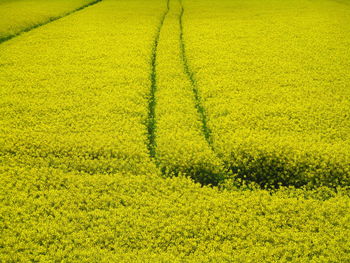 Yellow flowers growing on field