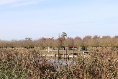 Scenic view of field against clear sky