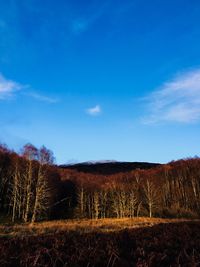 Trees on field against blue sky