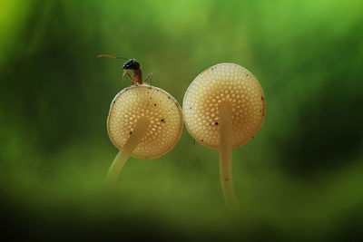Close-up of ant on mushroom