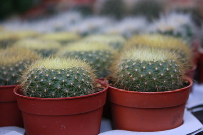 Close-up of potted cactuses for sale in market