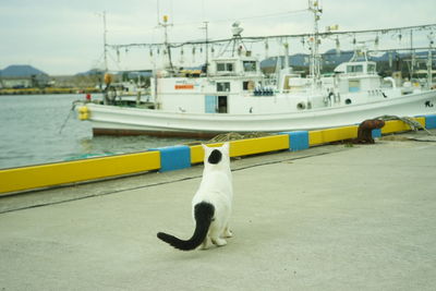 A cat living in tottori port taken with old lens, jupiter8