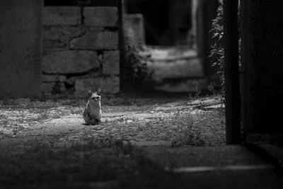 View of cat sitting on wall