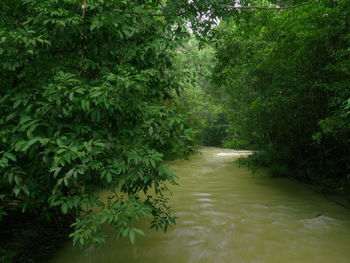 Scenic view of forest