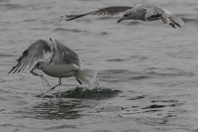 Close-up of gray heron on water