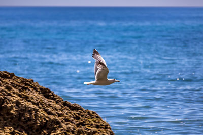 Low angle view of seagull flying over sea