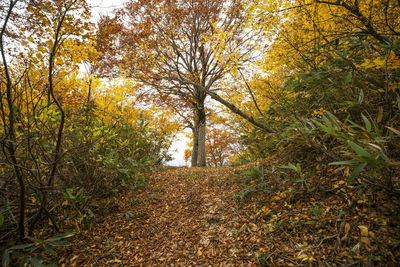 View of trees in forest during autumn