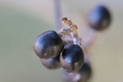 Close-up of fruit on plant