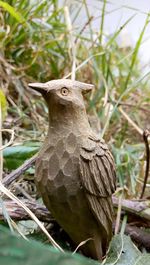 Close-up of bird perching on branch