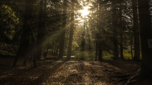 Trees in forest