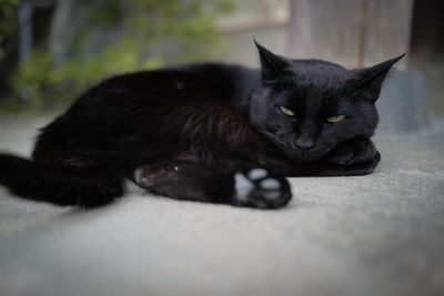 Portrait of black cat resting