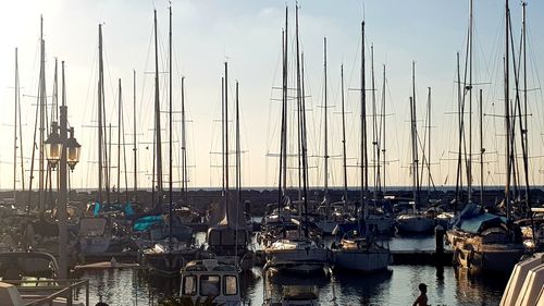 Sailboats moored in harbor