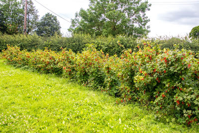 Scenic view of flowering plants on field against sky