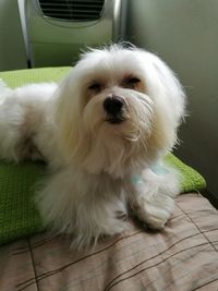 Portrait of hairy dog sitting on bed