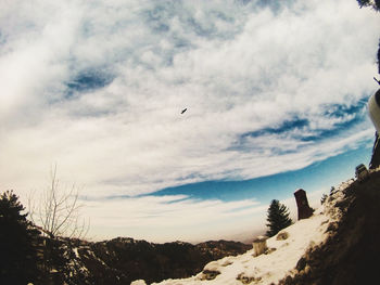 Low angle view of bird flying against sky