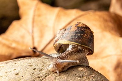 Close-up of snail on rock