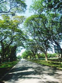 Empty road along trees in park