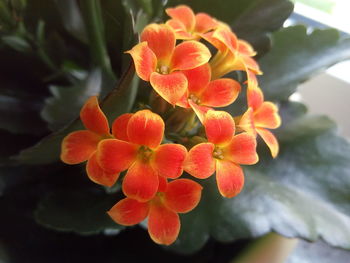 Close-up of orange flowering plant