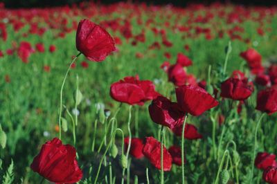 Close-up of red poppy flowers