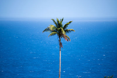 Palm tree by sea against blue sky