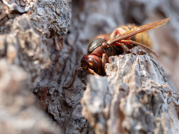 Close-up of insect on rock