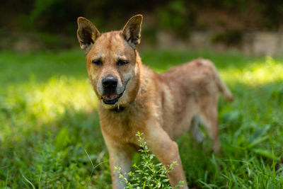 Portrait of dog standing on field