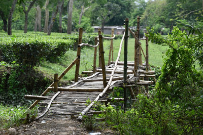 Empty boardwalk amidst trees in forest