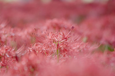 Close-up of pink flower