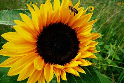 Close-up of sunflower