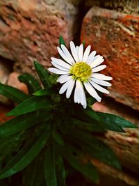 Close-up of white flower blooming outdoors