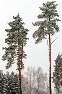 Trees on field against sky during winter